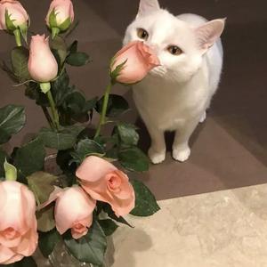 日本男同Gay片あなたはワン
